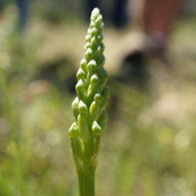 Microtis sp. (Onion Orchid) at Mount Majura - 19 Oct 2014 by AaronClausen