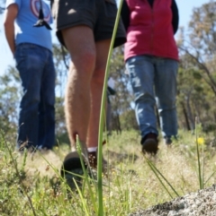 Microtis sp. at Majura, ACT - 19 Oct 2014