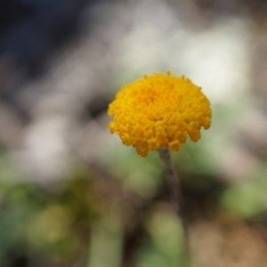 Leptorhynchos squamatus at Majura, ACT - 19 Oct 2014