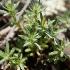 Leptorhynchos squamatus at Majura, ACT - 19 Oct 2014