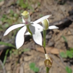 Caladenia moschata (Musky Caps) at Canberra Central, ACT - 22 Oct 2014 by galah681