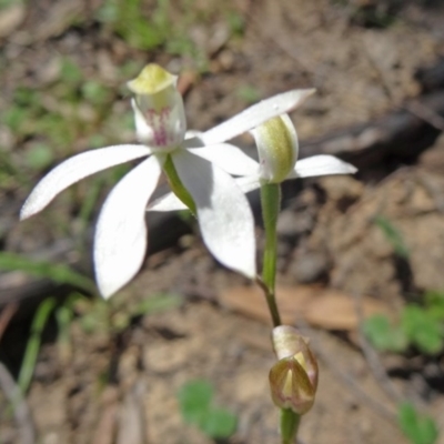 Caladenia moschata (Musky Caps) at Black Mountain - 22 Oct 2014 by galah681