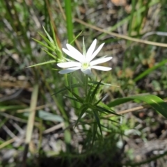 Stellaria pungens (Prickly Starwort) at Black Mountain - 22 Oct 2014 by galah681