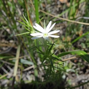 Stellaria pungens at Canberra Central, ACT - 22 Oct 2014