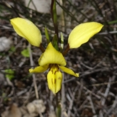 Diuris sulphurea (Tiger Orchid) at Black Mountain - 22 Oct 2014 by galah681