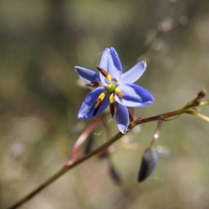 Dianella revoluta var. revoluta at Majura, ACT - 19 Oct 2014