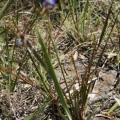 Dianella revoluta var. revoluta at Majura, ACT - 19 Oct 2014