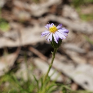 Vittadinia muelleri at Watson, ACT - 19 Oct 2014