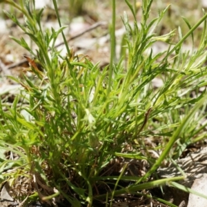 Vittadinia muelleri at Watson, ACT - 19 Oct 2014