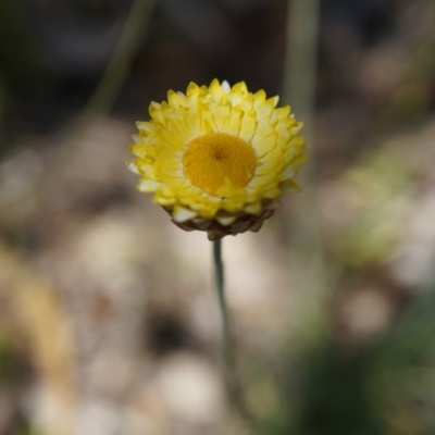 Leucochrysum albicans subsp. albicans (Hoary Sunray) at Mount Majura - 19 Oct 2014 by AaronClausen