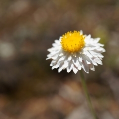 Leucochrysum albicans subsp. tricolor (Hoary Sunray) at Mount Majura - 19 Oct 2014 by AaronClausen