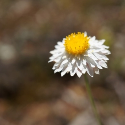 Leucochrysum albicans subsp. tricolor (Hoary Sunray) at Mount Majura - 19 Oct 2014 by AaronClausen
