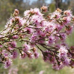 Kunzea parvifolia at Watson, ACT - 19 Oct 2014