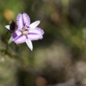 Thysanotus patersonii at Majura, ACT - 19 Oct 2014