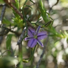 Thysanotus patersonii (Twining Fringe Lily) at Majura, ACT - 19 Oct 2014 by AaronClausen