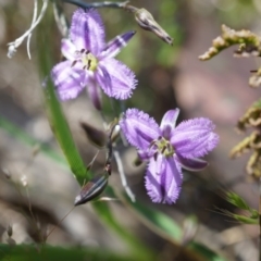 Thysanotus patersonii (Twining Fringe Lily) at Majura, ACT - 19 Oct 2014 by AaronClausen