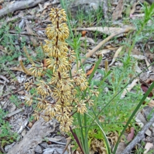 Lomandra multiflora at Farrer Ridge - 20 Oct 2014 04:19 PM