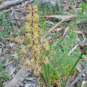 Lomandra multiflora at Farrer Ridge - 20 Oct 2014