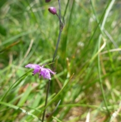 Arthropodium minus (Small Vanilla Lily) at Goorooyarroo NR (ACT) - 22 Oct 2014 by jksmits