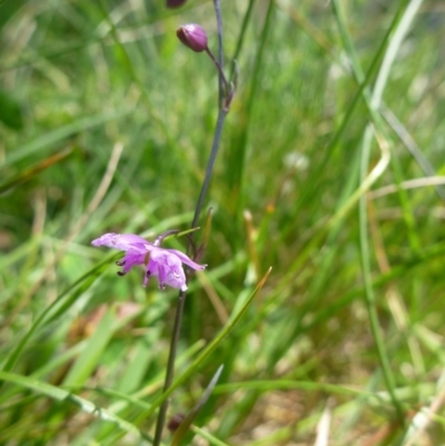 Arthropodium minus (Small Vanilla Lily) at Goorooyarroo NR (ACT) - 22 Oct 2014 by jksmits