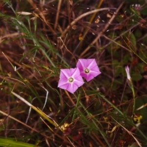 Convolvulus angustissimus subsp. angustissimus at Conder, ACT - 27 Nov 1999