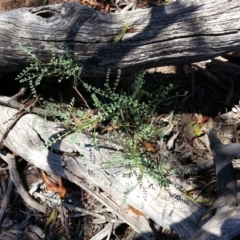 Indigofera adesmiifolia (Tick Indigo) at Mount Ainslie - 6 Mar 2016 by waltraud