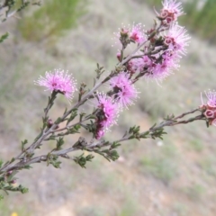 Kunzea parvifolia (Violet Kunzea) at Pine Island to Point Hut - 15 Oct 2014 by MichaelBedingfield