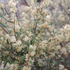 Pomaderris angustifolia (Pomaderris) at Bonython, ACT - 15 Oct 2014 by michaelb