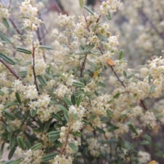 Pomaderris angustifolia (Pomaderris) at Bonython, ACT - 15 Oct 2014 by MichaelBedingfield