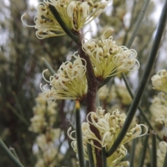 Hakea microcarpa (Small-fruit Hakea) at Bonython, ACT - 15 Oct 2014 by MichaelBedingfield