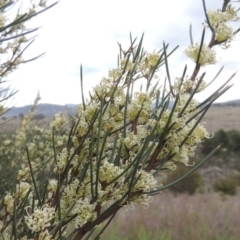 Hakea microcarpa at Bonython, ACT - 15 Oct 2014 06:23 PM