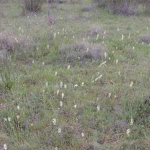 Stackhousia monogyna at Bonython, ACT - 15 Oct 2014 06:38 PM