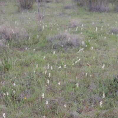 Stackhousia monogyna (Creamy Candles) at Bonython, ACT - 15 Oct 2014 by MichaelBedingfield
