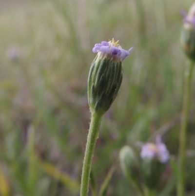 Vittadinia muelleri (Narrow-leafed New Holland Daisy) at Pine Island to Point Hut - 15 Oct 2014 by MichaelBedingfield