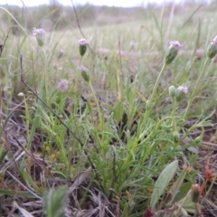 Vittadinia muelleri at Bonython, ACT - 15 Oct 2014 06:42 PM