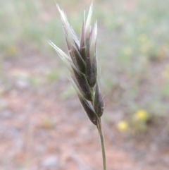 Enneapogon nigricans (Nine-awn Grass, Bottlewashers) at Bonython, ACT - 15 Oct 2014 by MichaelBedingfield