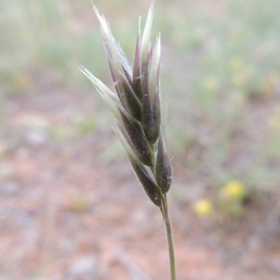 Enneapogon nigricans (Nine-awn Grass, Bottlewashers) at Bonython, ACT - 15 Oct 2014 by MichaelBedingfield
