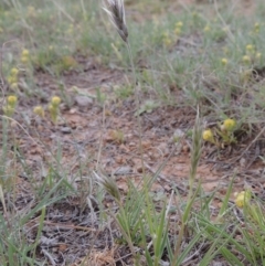 Enneapogon nigricans at Bonython, ACT - 15 Oct 2014