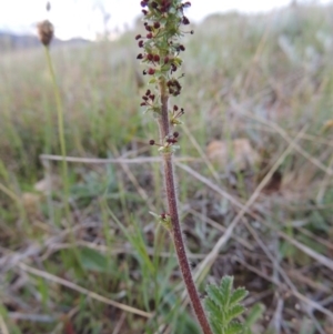 Acaena x ovina at Bonython, ACT - 15 Oct 2014