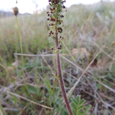 Acaena x ovina (Sheep's Burr) at Bonython, ACT - 15 Oct 2014 by michaelb