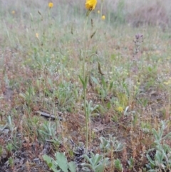 Goodenia pinnatifida (Scrambled Eggs) at Bonython, ACT - 15 Oct 2014 by michaelb