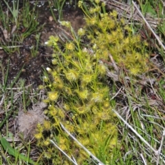 Drosera gunniana (Pale Sundew) at Pine Island to Point Hut - 15 Oct 2014 by MichaelBedingfield