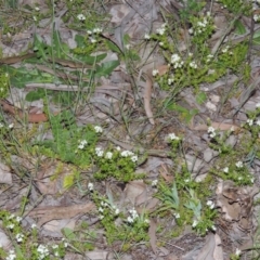 Asperula conferta (Common Woodruff) at Bonython, ACT - 15 Oct 2014 by michaelb