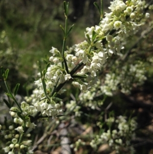 Discaria pubescens at Tuggeranong DC, ACT - 22 Oct 2014