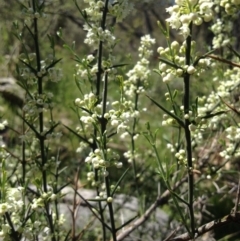 Discaria pubescens at Tuggeranong DC, ACT - 22 Oct 2014