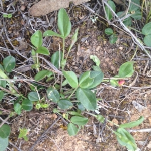 Zornia dyctiocarpa var. dyctiocarpa at Tuggeranong DC, ACT - 21 Oct 2014 03:20 PM