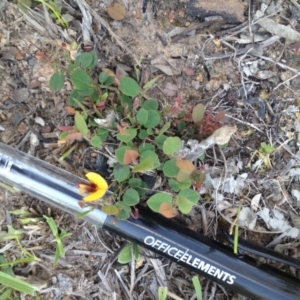 Bossiaea prostrata at Tuggeranong DC, ACT - 22 Oct 2014 03:44 PM