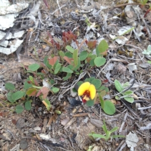 Bossiaea prostrata at Tuggeranong DC, ACT - 22 Oct 2014 03:44 PM