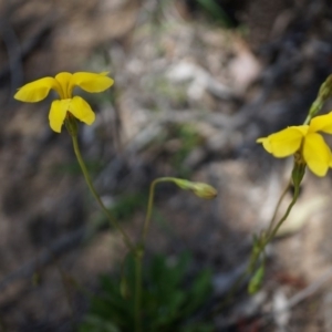 Goodenia pinnatifida at Canberra Central, ACT - 22 Oct 2014