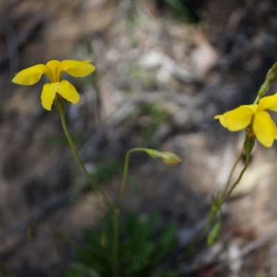 Goodenia pinnatifida (Scrambled Eggs) at Mount Majura - 22 Oct 2014 by AaronClausen